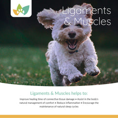 Arrowleaf Pet Ligaments and Muscles Product Info 2