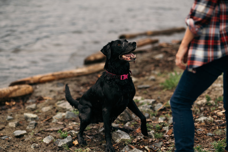 A wet black Labrador Retriever wearing a pink collar stands alert on a rocky lakeshore, looking up at a woman in a plaid shirt near the water’s edge.