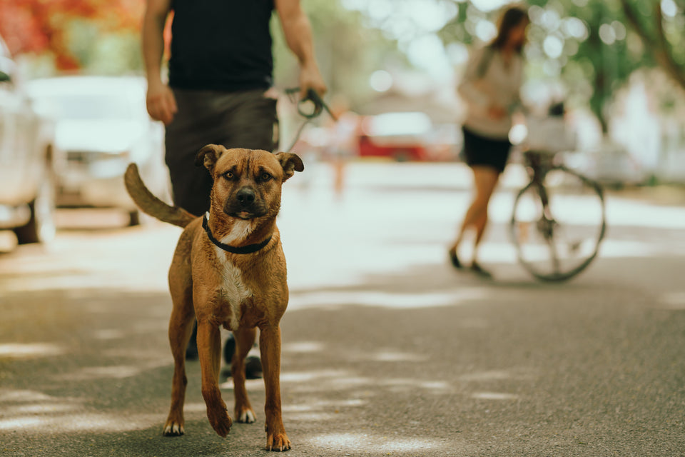 A brown, muscular mixed-breed dog with a black collar walks toward the camera on a sunlit residential street, with its person holding the leash just behind it and a cyclist passing in the background.
