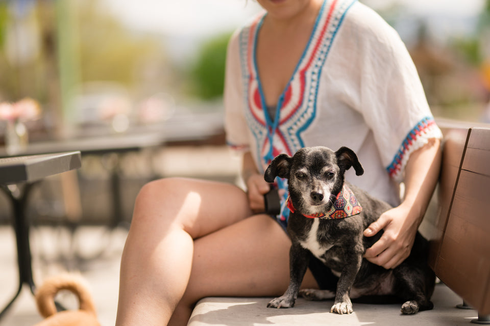 A small black-and-grey dog wearing a patterned bandana sits beside a person on an outdoor bench at a café patio on a sunny day.