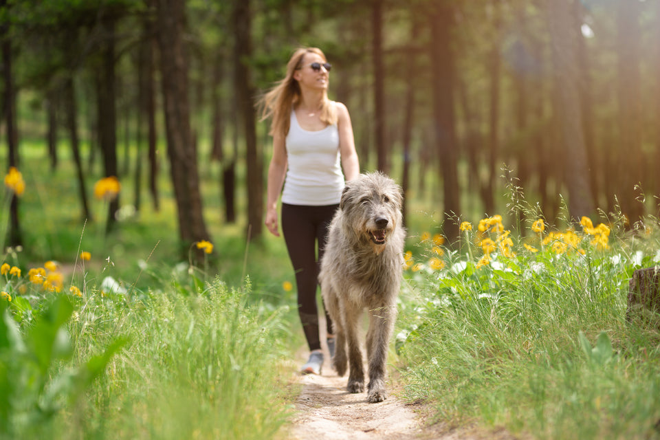 A woman in sunglasses walks a large, shaggy grey dog along a forest trail lined with tall grass and yellow wildflowers on a sunny day.