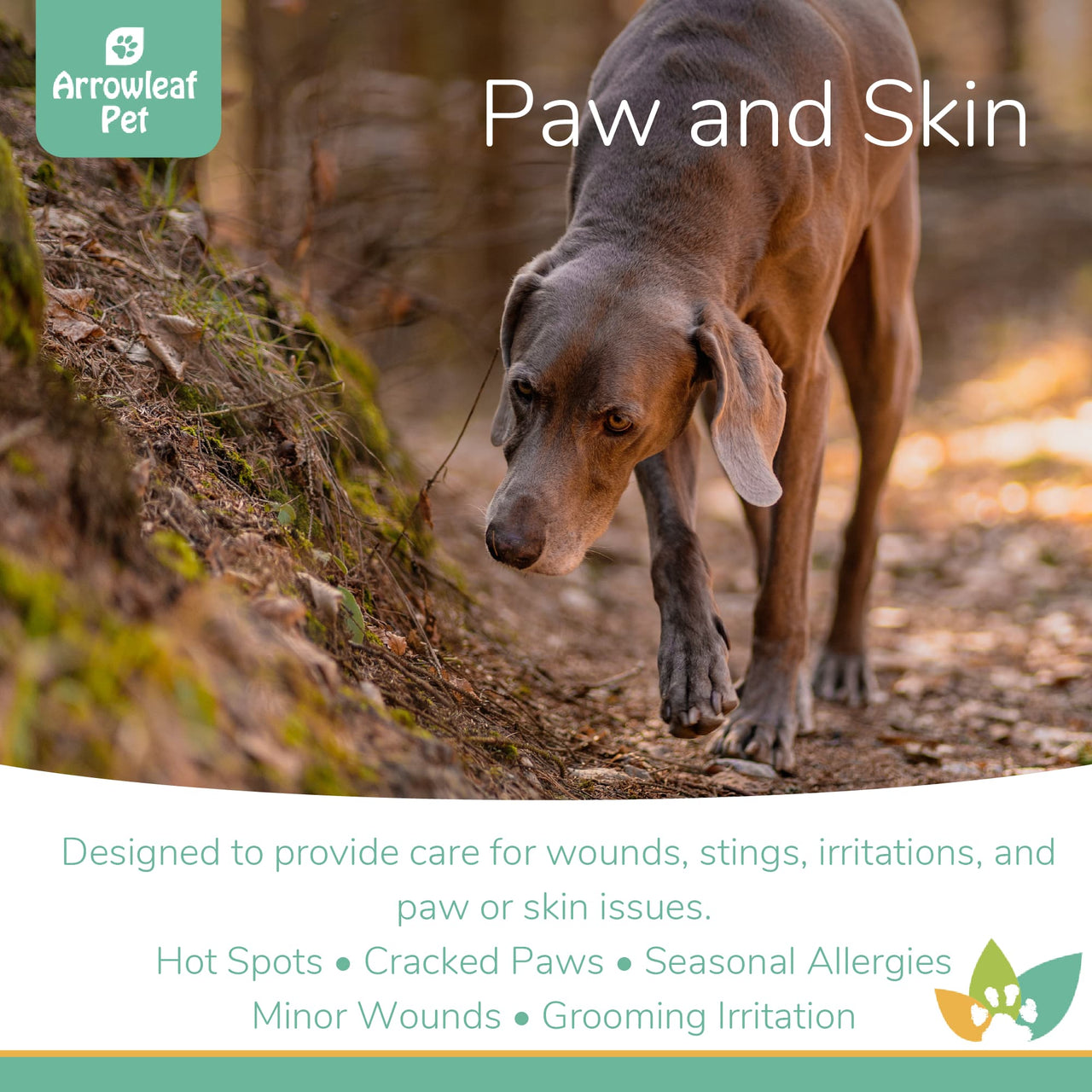 Arrowleaf Pet Paw and Skin promotional image featuring a Weimaraner walking outdoors, highlighting wound care, stings, irritations, hot spots, cracked paws, seasonal allergies, minor wounds, and grooming irritation.