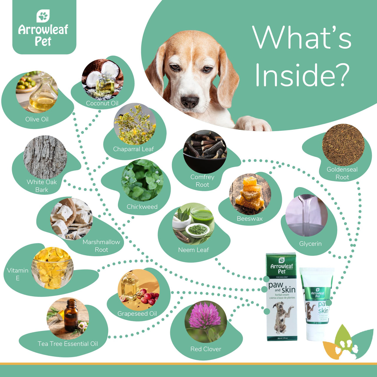 Arrowleaf Pet Paw and Skin ingredients infographic with a Beagle and labeled natural ingredients including olive oil, coconut oil, chaparral leaf, comfrey root, golden seal root, white oak bark, chickweed, marshmallow root, neem leaf, beeswax, glycerin, vitamin E, grapeseed oil, tea tree essential oil, and red clover.