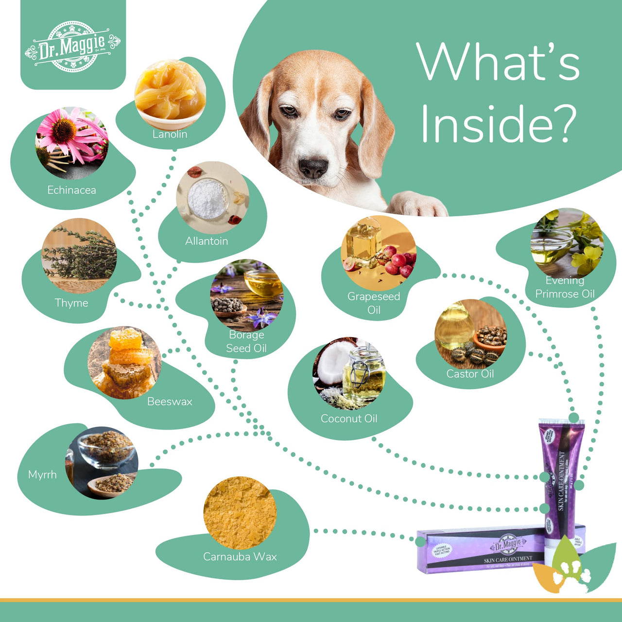 Dr. Maggie Skin Care Ointment ingredients infographic featuring a Beagle and labeled natural ingredients including lanolin, echinacea, allantoin, grapeseed oil, evening primrose oil, thyme, borage seed oil, castor oil, coconut oil, beeswax, myrrh, and carnauba wax.