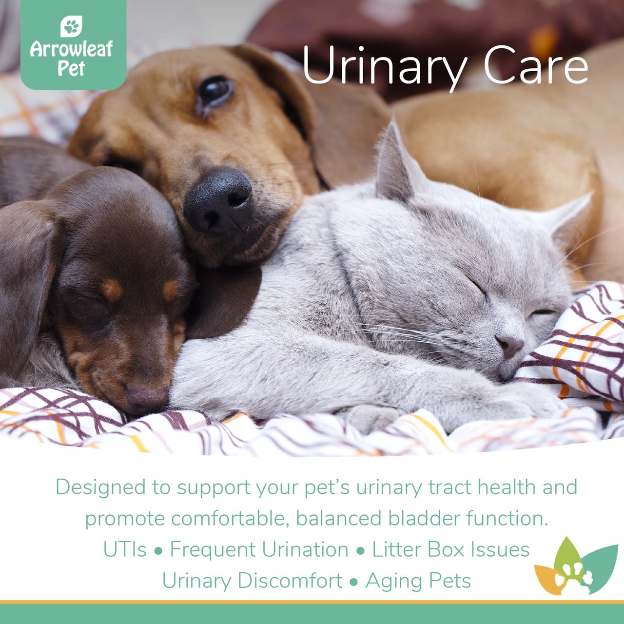Arrowleaf Pet Urinary Care promotional image featuring two Dachshund dogs and a British Shorthair cat cuddling, highlighting support for urinary tract health, balanced bladder function, and issues like UTIs, frequent urination, litter box avoidance, and aging-related discomfort.