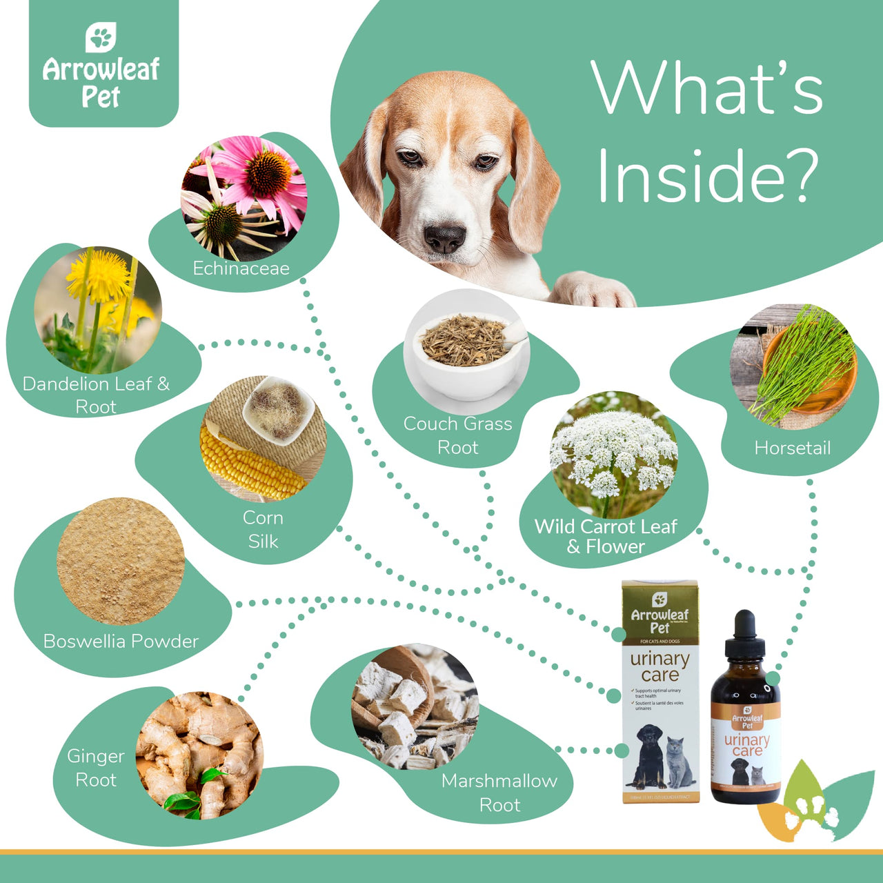 Arrowleaf Pet Urinary Care ingredients infographic with a Beagle and labeled natural ingredients including dandelion leaf and root, echinacea, couch grass root, wild carrot, horsetail, marshmallow root, ginger root, corn silk, and boswellia powder.