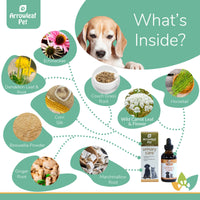 Arrowleaf Pet Urinary Care ingredients infographic with a Beagle and labeled natural ingredients including dandelion leaf and root, echinacea, couch grass root, wild carrot, horsetail, marshmallow root, ginger root, corn silk, and boswellia powder.