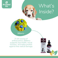 Arrowleaf Pet Vision Care ingredients infographic with a Beagle featuring bilberry, highlighting its anthocyanin content for eye health, visual function, and antioxidant protection.