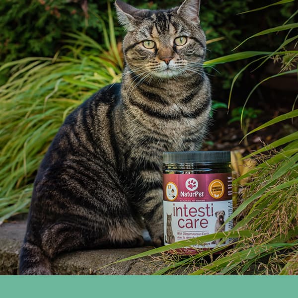 A brown tabby cat sits on a stone surface next to a container of NaturPet Intesti Care surrounded by green garden plants.
