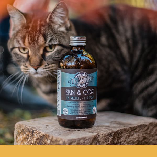 A brown tabby cat stands behind a bottle of Dr. Maggie Skin & Coat placed on a stone surface.